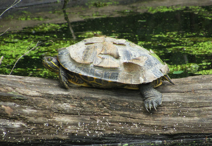 Red-ear Slider